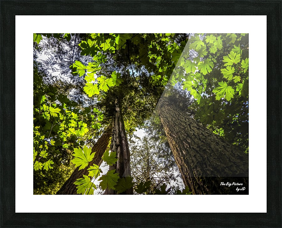 Light Through The Canopy Picture Frame print