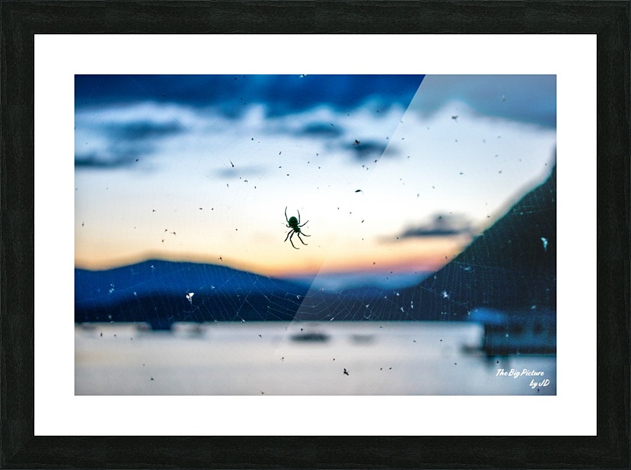 Canoe Spider Picture Frame print