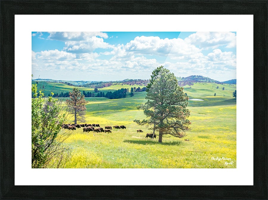 Custer State Park Bison Picture Frame print