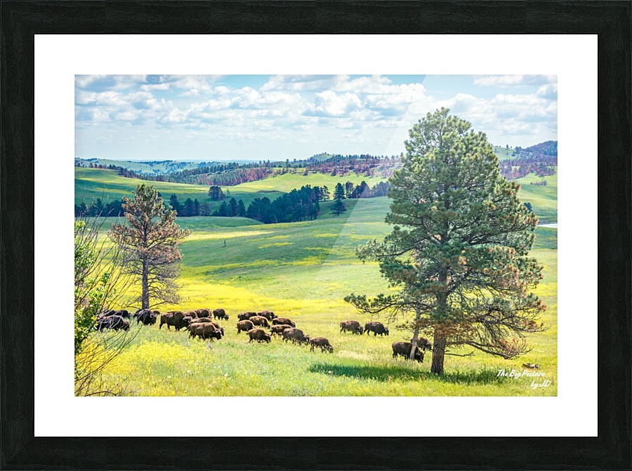 Custer State Park Bison Tree Picture Frame print