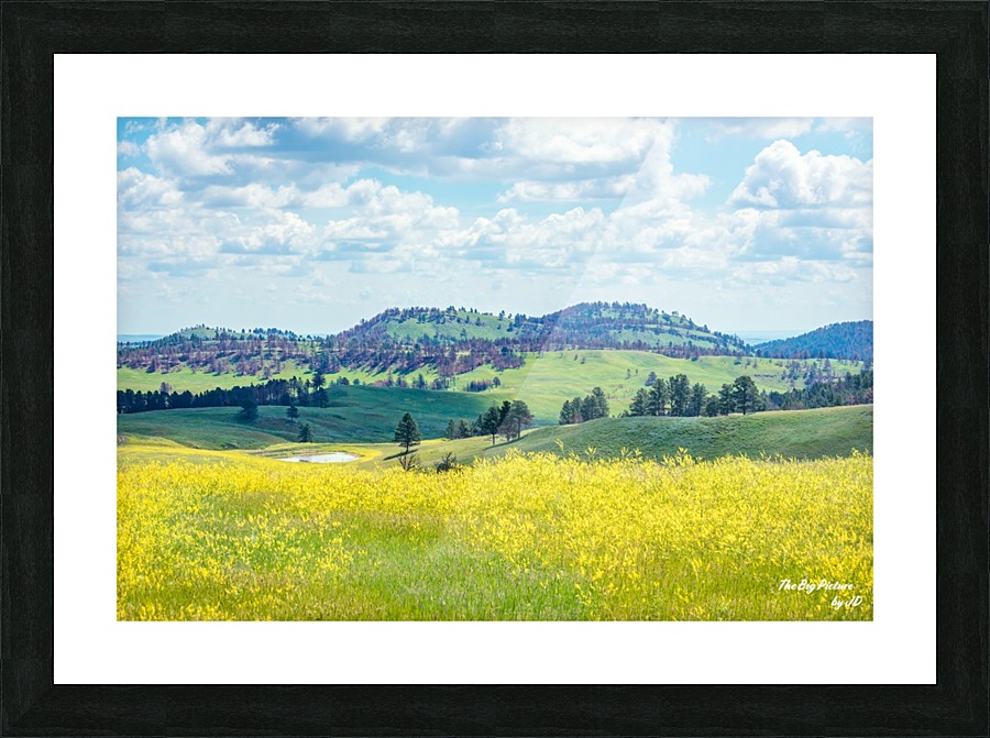 Custer State Park Yellow Picture Frame print