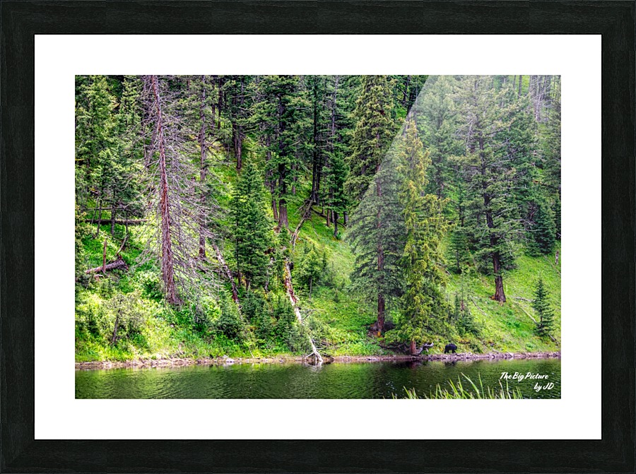 Yellowstone Bear Picture Frame print