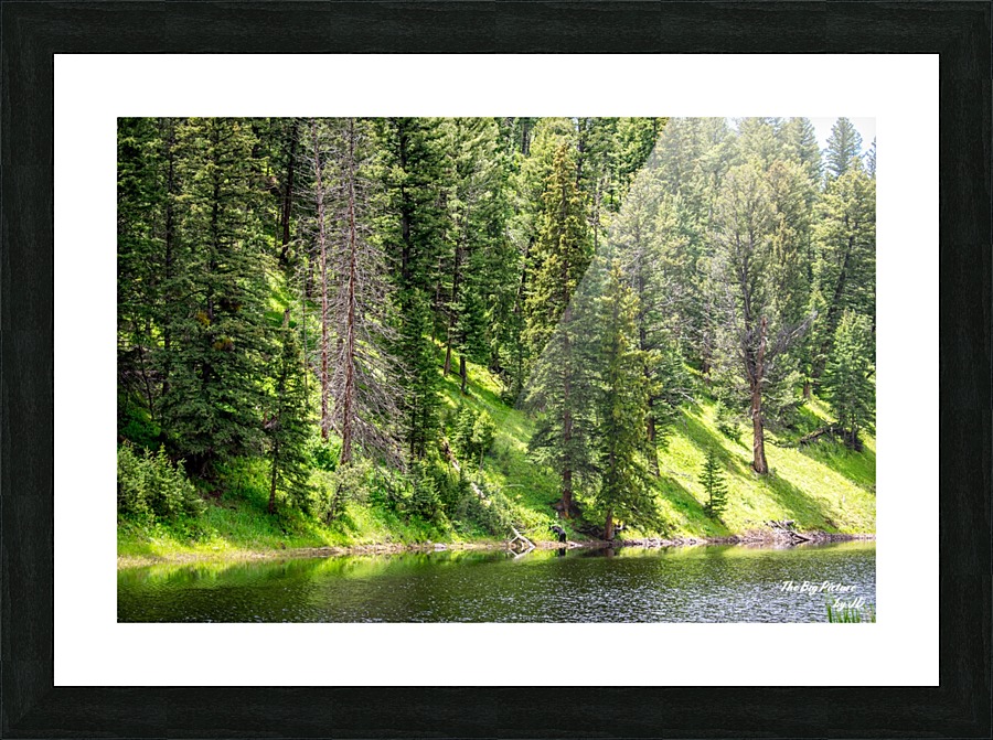 Yellowstone Bear Pond Picture Frame print
