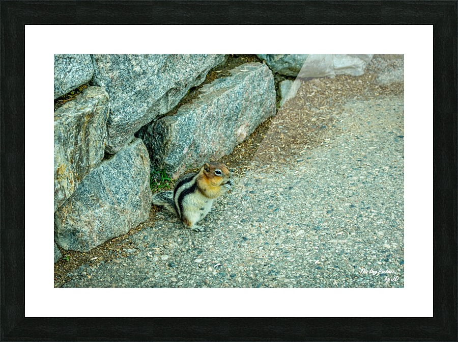 Yellowstone Fred Step Picture Frame print