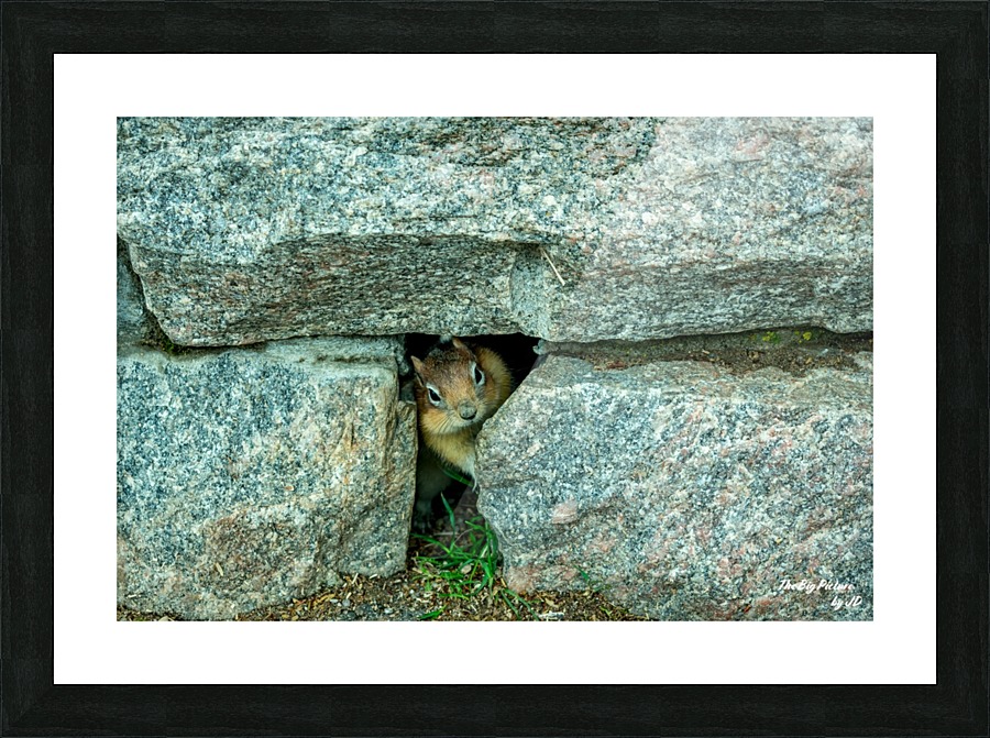 Yellowstone Fred Home Picture Frame print