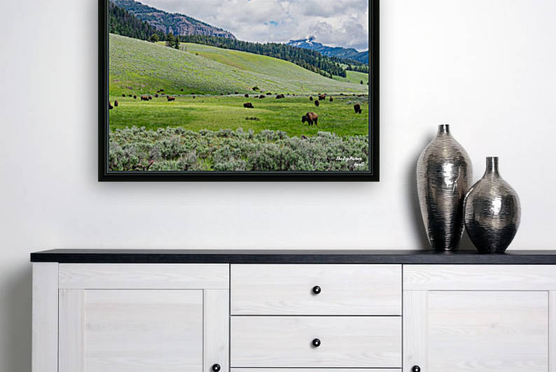 Yellowstone Bison Reproduction