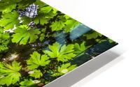 Light Through The Canopy HD Metal print