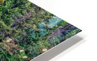 Yellowstone Bear HD Metal print