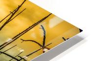 Yellowstone Scent HD Metal print
