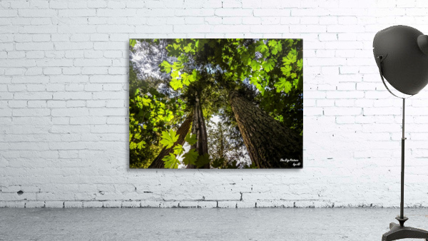 Light Through The Canopy Wall Preview