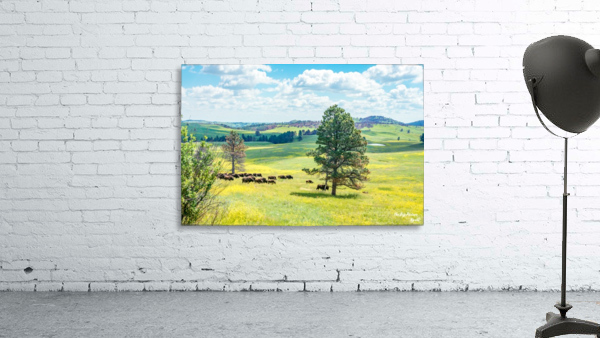 Custer State Park Bison Wall Preview