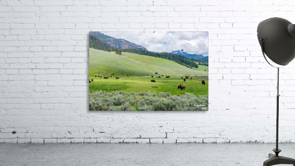 Yellowstone Bison Wall Preview
