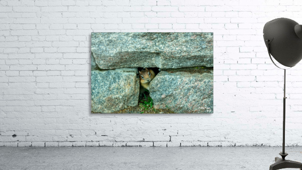 Yellowstone Fred Home Wall Preview
