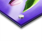 A Showcase Tulip Digital Acrylic print