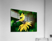 Sitting Pretty Acrylic Print