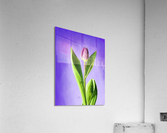 A Showcase Tulip Digital Acrylic Print
