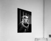 Bluejay in the Shadow Acrylic Print