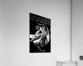 Robin in the Shadow Acrylic Print