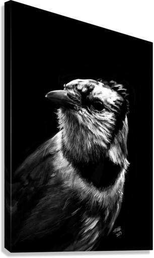 Bluejay in the Shadow Canvas Print