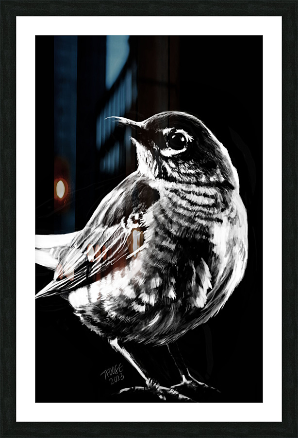 Robin in the Shadow Picture Frame print