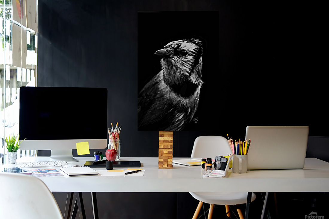 Bluejay in the Shadow Reproduction
