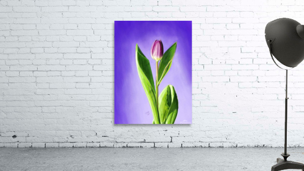A Showcase Tulip Digital Wall Preview