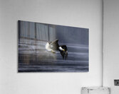 Mighty Bald Eagle Acrylic Print