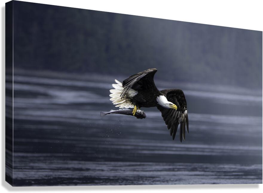 Mighty Bald Eagle Canvas Print