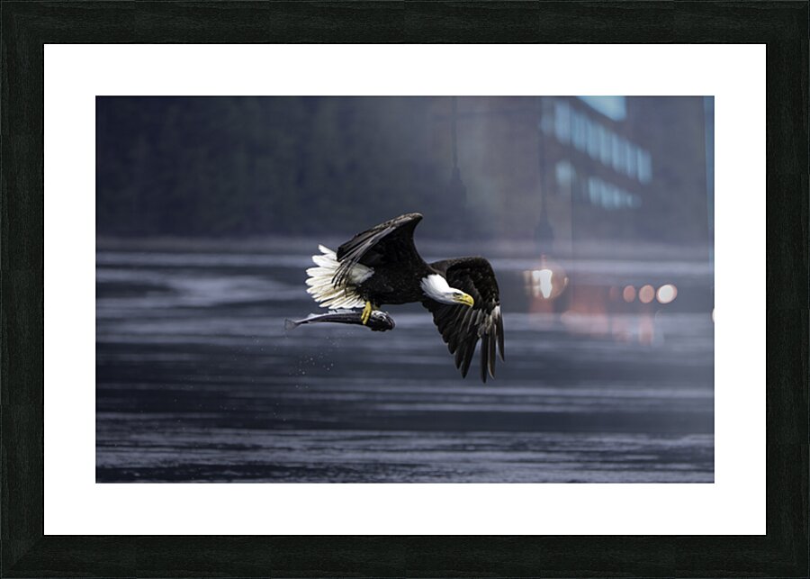 Mighty Bald Eagle Picture Frame print
