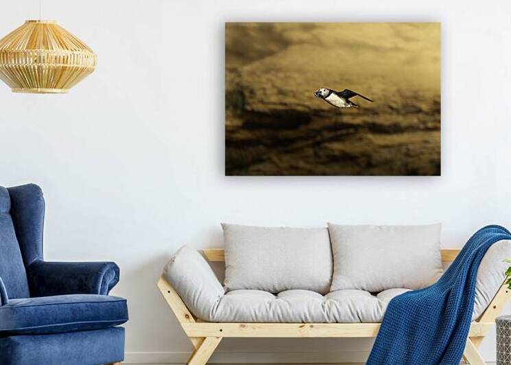 Cape Breton Puffin by Jeremy Schaller