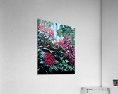 Rhododindrons Acrylic Print