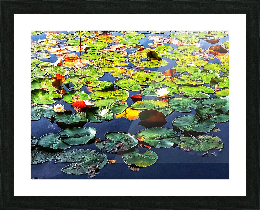 Nenuphares Picture Frame print