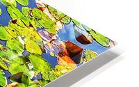 Nenuphares HD Metal print