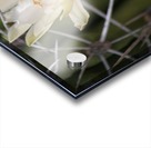 Beeutiful Bee Acrylic print