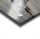 Bird V Acrylic print