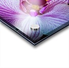 Orchids II Acrylic print
