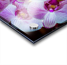Orchids I Acrylic print