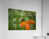 New_York_ Acrylic Print