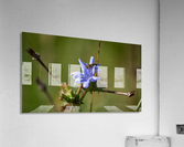 Flowers_ Acrylic Print