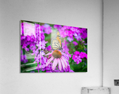 Taking a break III Acrylic Print