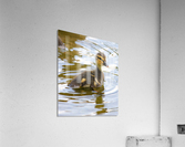 Vienna_ Acrylic Print