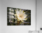 Beeutiful Bee Acrylic Print