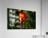 Phases Listening Acrylic Print