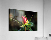 Phases Observing Acrylic Print