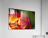 Phases Growing Acrylic Print