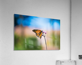 Simplicity Acrylic Print
