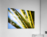 Loops II Acrylic Print