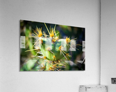 Protected Heart Acrylic Print