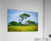 Lemon Lime Acrylic Print