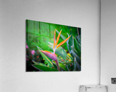 Hello There Acrylic Print